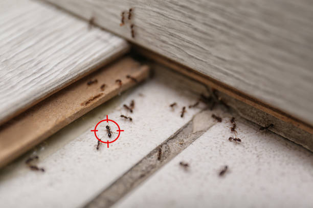 Best Affordable Pest Control Services  in Und City, MO