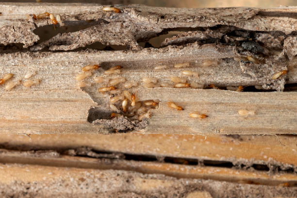 Best Bed Bug Extermination  in Und City, MO